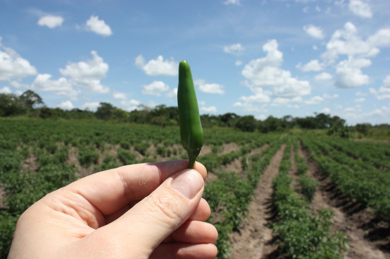 Fresh green hot pepper held above a Ugandan hot pepper field of neatly planted rows under a blue sky, grown for export