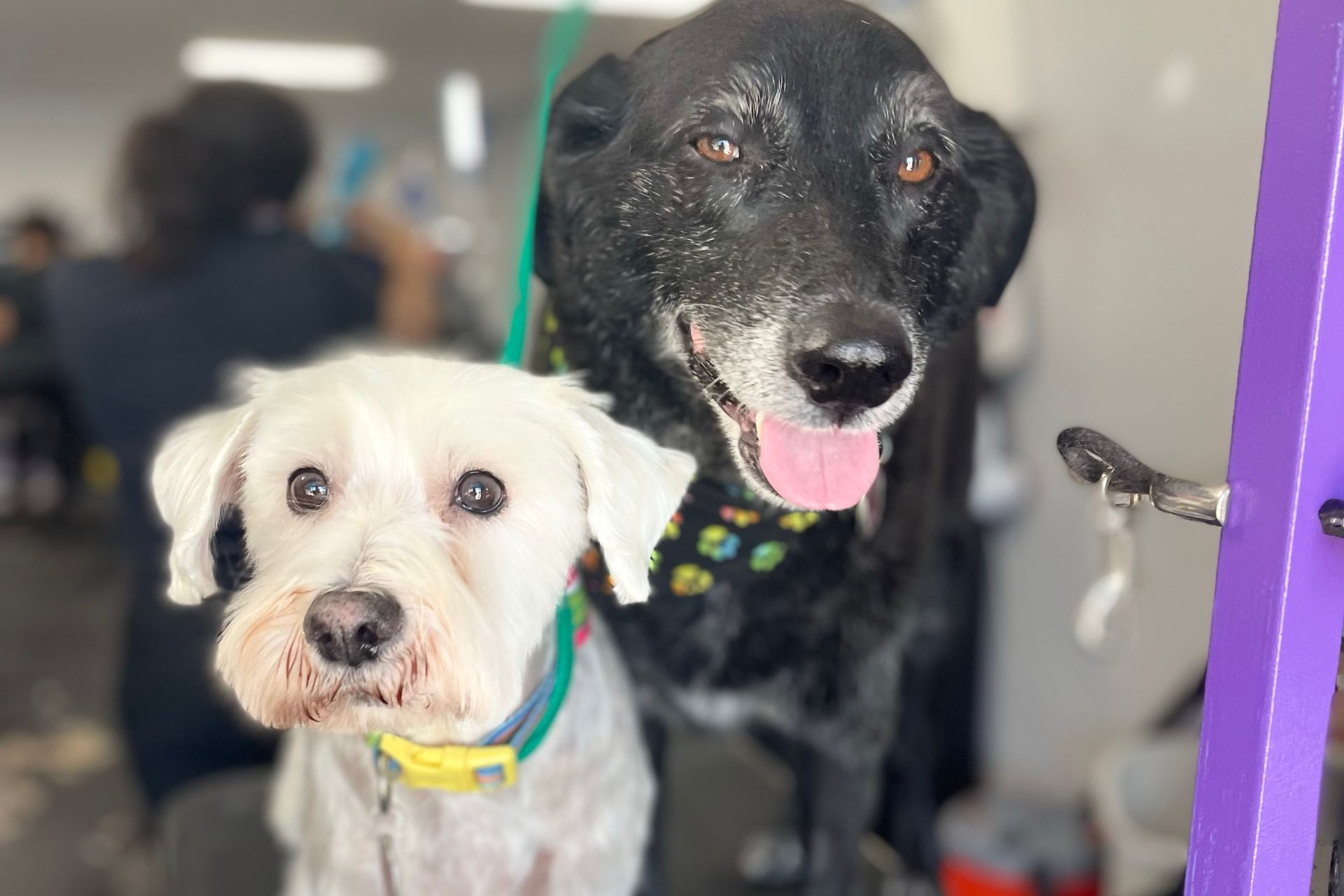 Dog Grooming