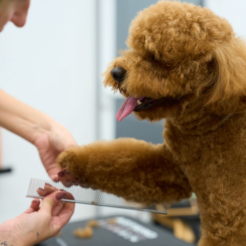 Dog Grooming