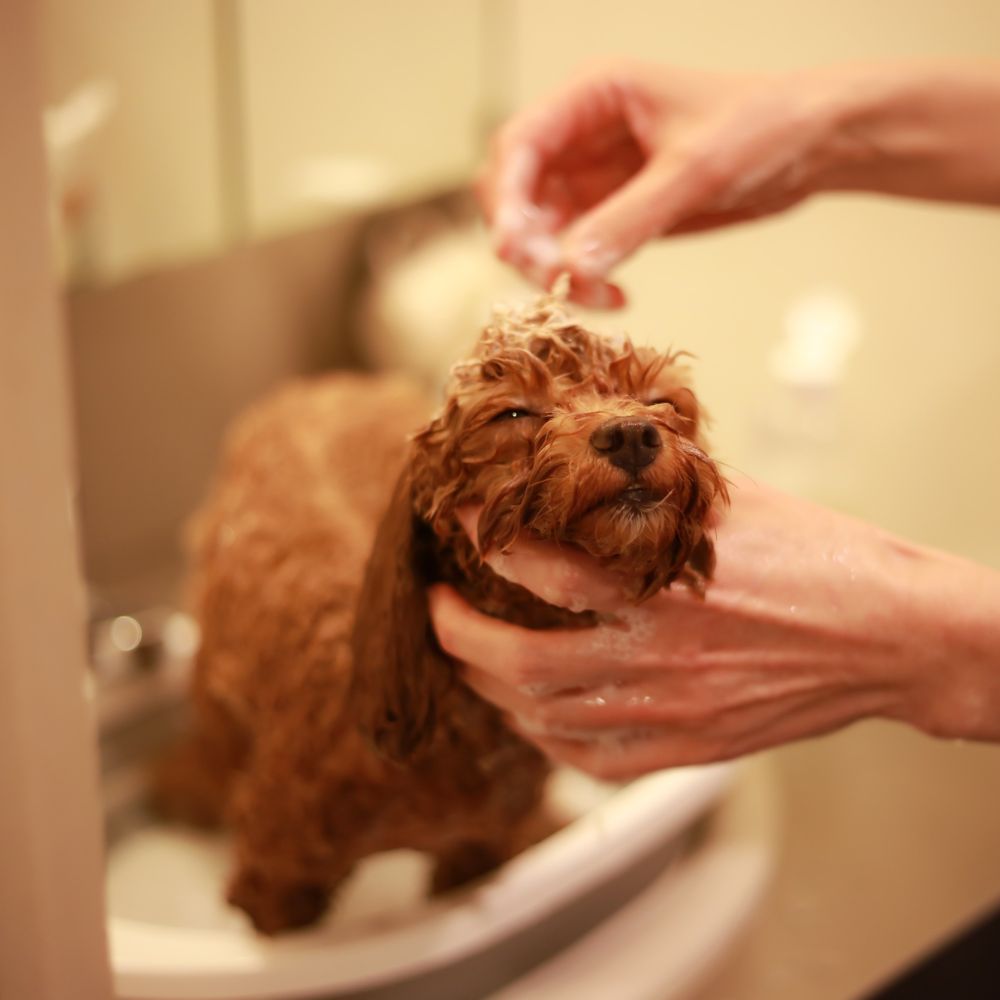 Nature-Informed Dog Grooming