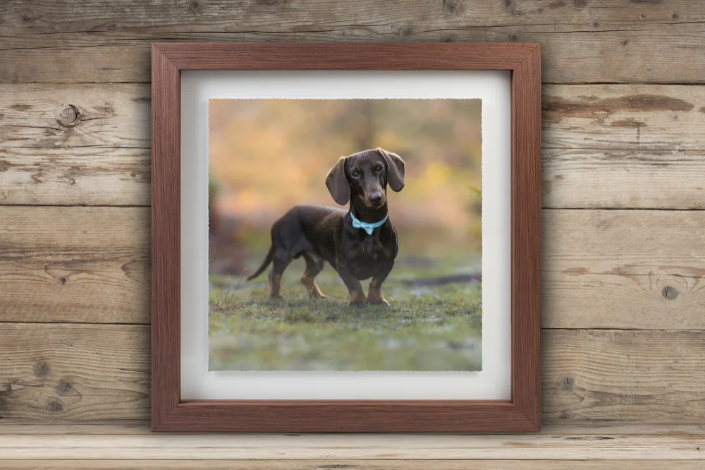 A framed photograph of a small black and tan dachshund with a blue collar. The dog stands on a grassy surface, looking directly at the camera with a curious expression. The background is blurred, featuring warm tones of green, yellow, and orange, suggesting a natural, outdoor setting. The frame is dark brown with a white mat, and the entire photograph is set against a rustic wooden wall.