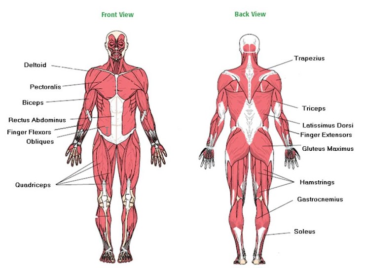 What Do You Know About Your Own Body