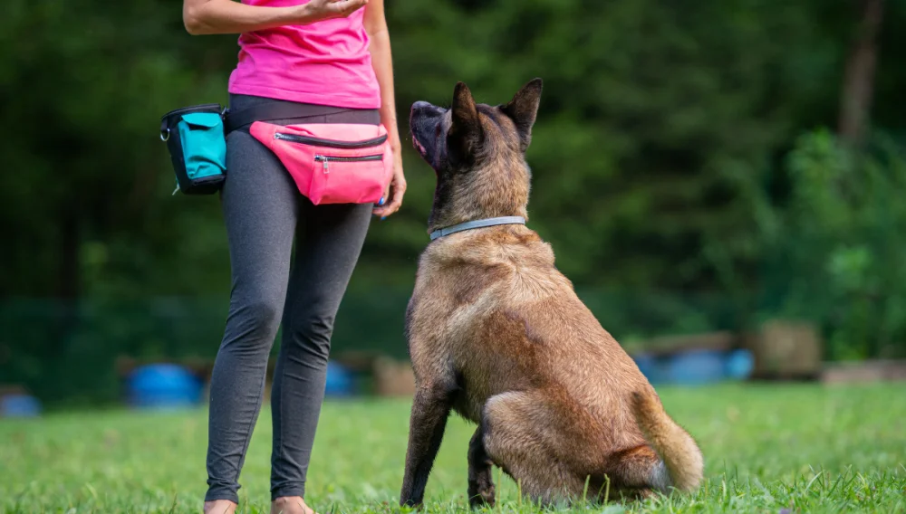 training dog