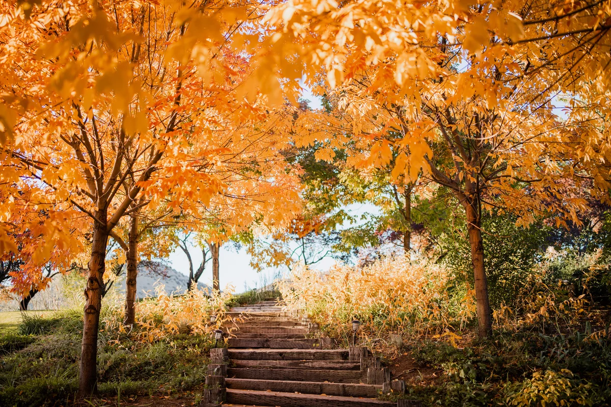 Stone steps beneath golden autumn trees