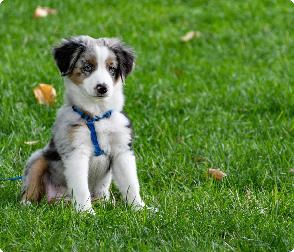 Dog waiting attentively for personalized HCK9 Concierge support