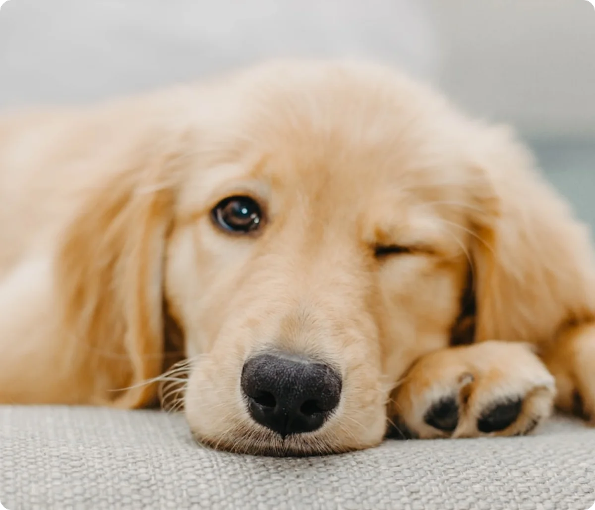 Happy dog relaxing after an HCK9 Concierge day