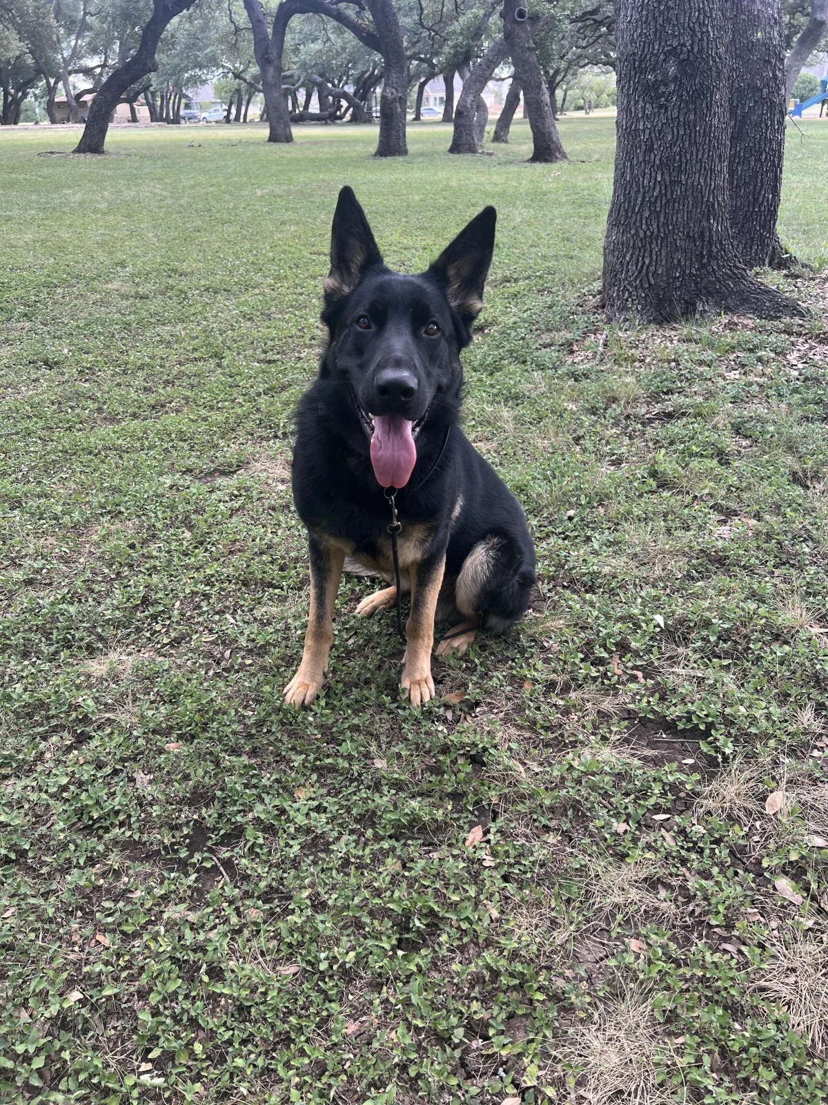 Focused German shepherd sitting calmly during outdoor obedience training