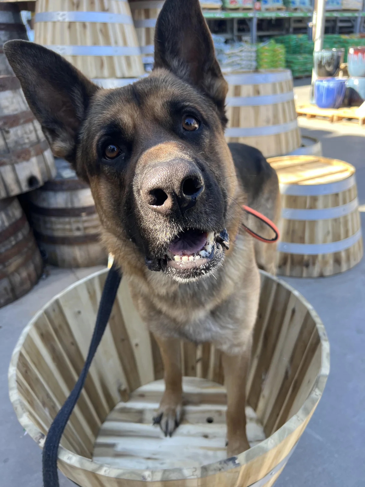 German shepherd calmly practicing obedience in a dog-friendly store