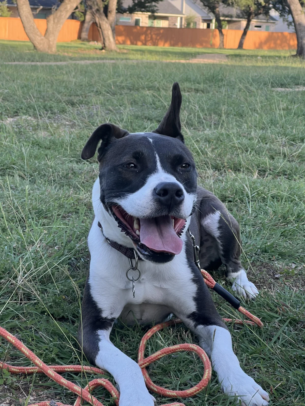 Relaxed black and white dog holding a down outdoors during obedience training