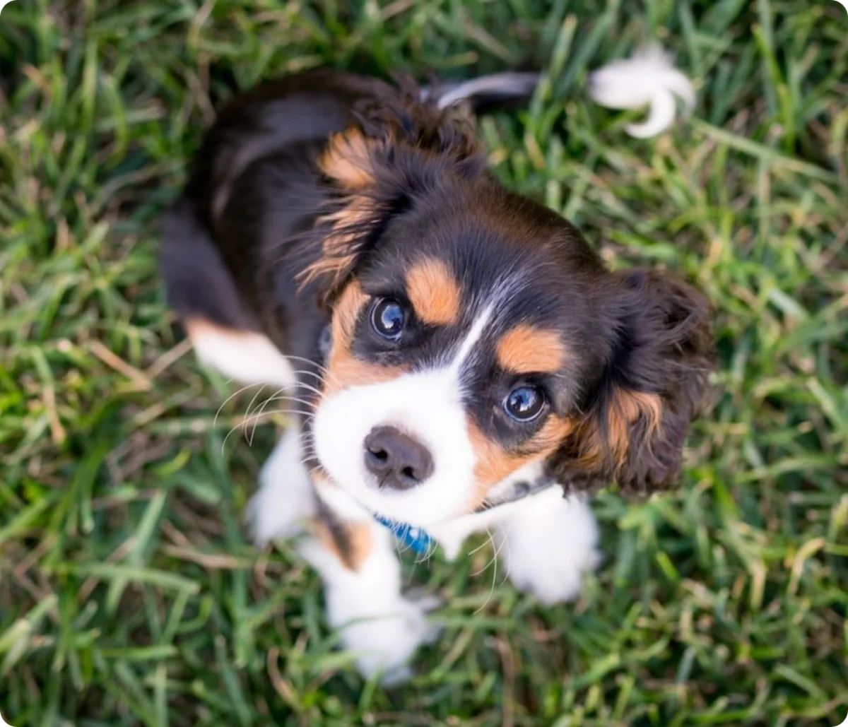 Young dog receiving attentive care through HCK9 Concierge