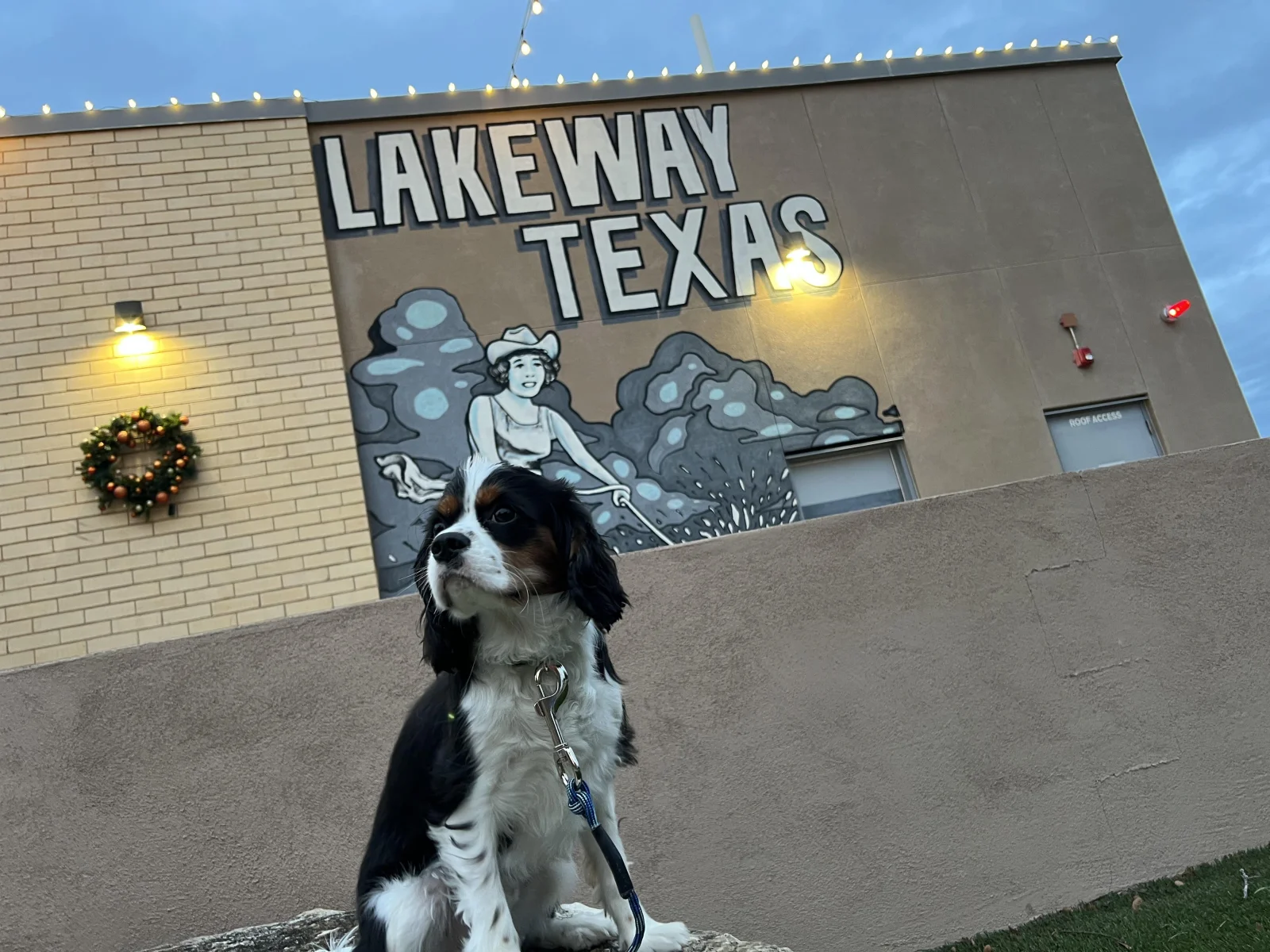 Hill Country K9 dog training in Lakeway, Texas