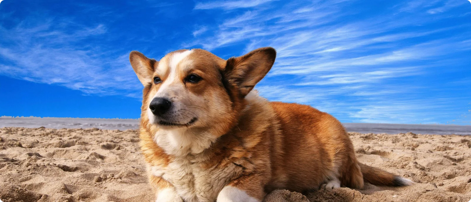 Dog relaxing during a Hill Country K9 Concierge outing