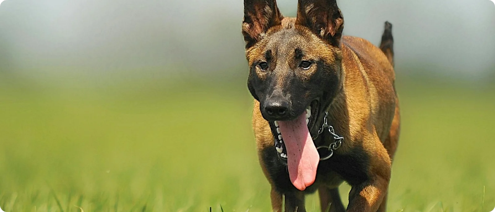 Active dog enjoying an outdoor HCK9 Concierge Adventure Day