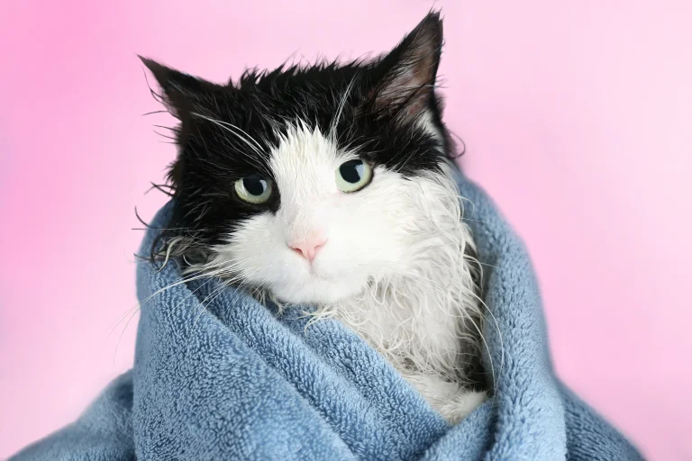 Groomed pet at Cats & Dogs in the Bubbles