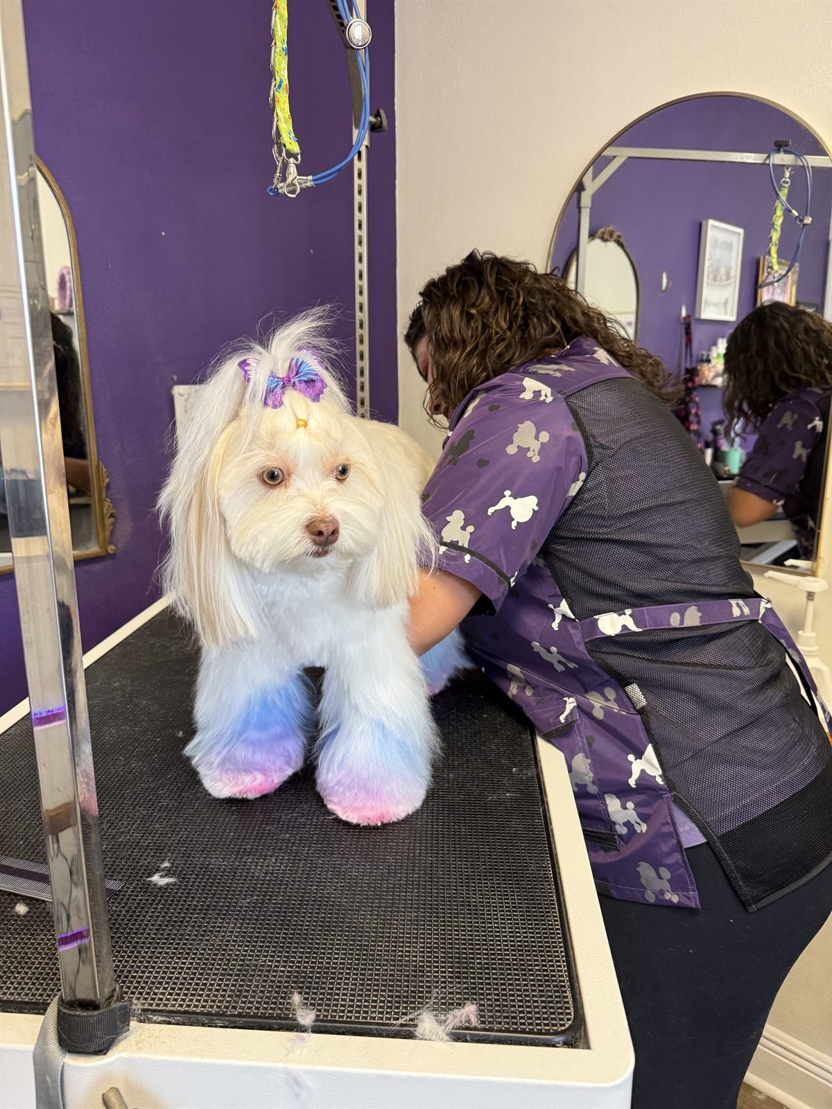 Happy freshly styled dog with pastel-dyed paws