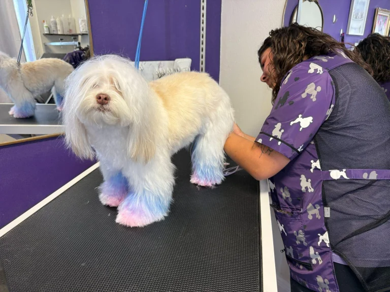 Freshly groomed dog with colorful paws
