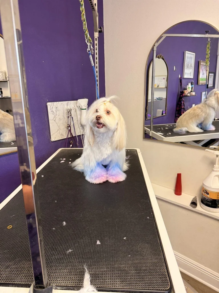 Pampered pup on the grooming table