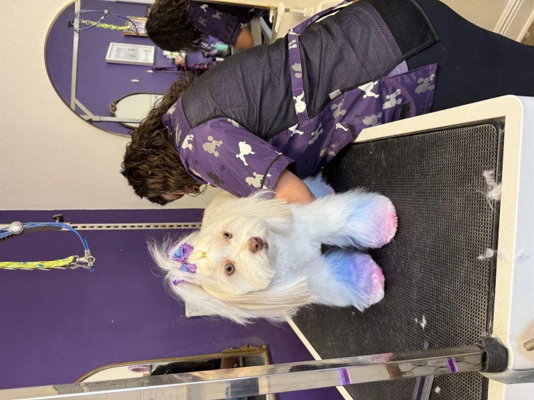 Happy freshly styled dog