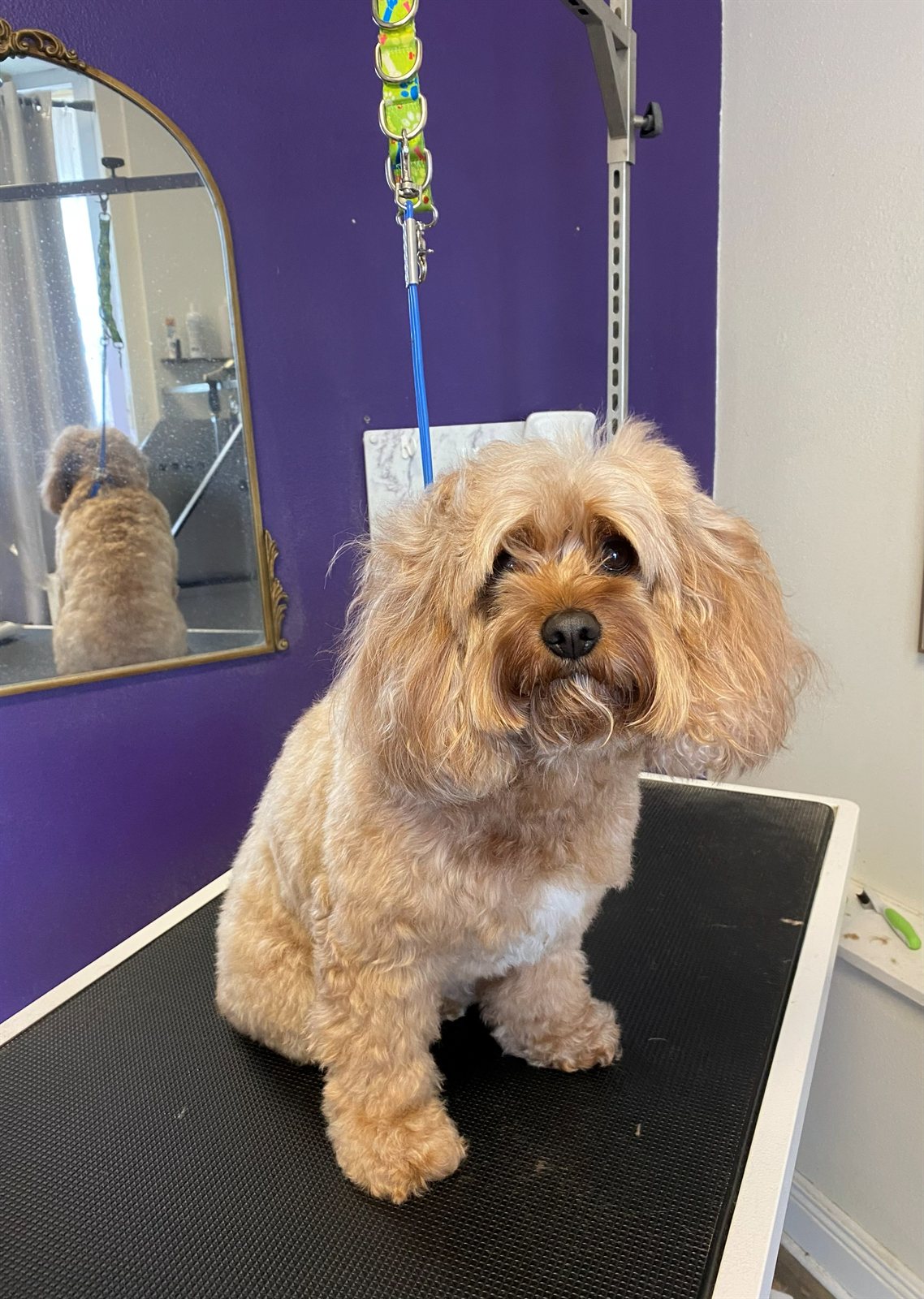 Cavapoo sitting pretty after a fresh cut