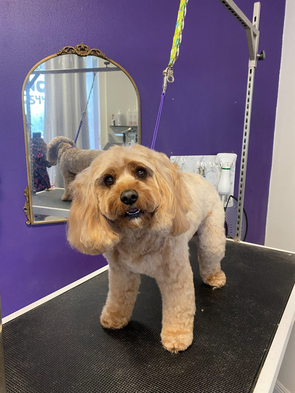 Cavapoo standing tall after a groom