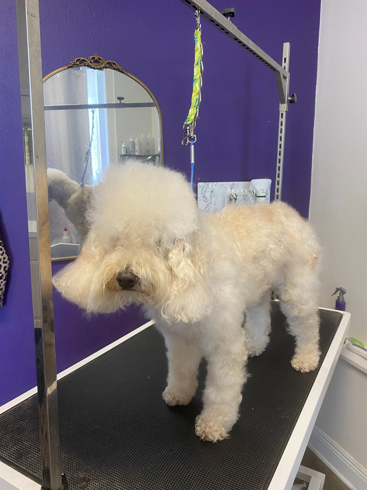 Bichon profile after a tidy trim
