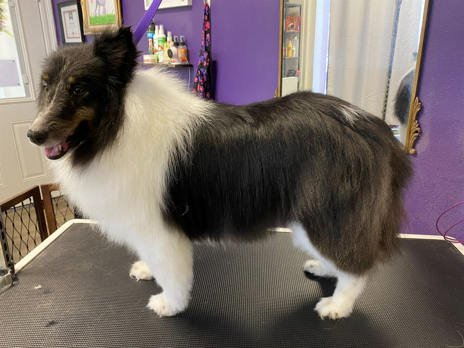 Sheltie brushed out and beautiful
