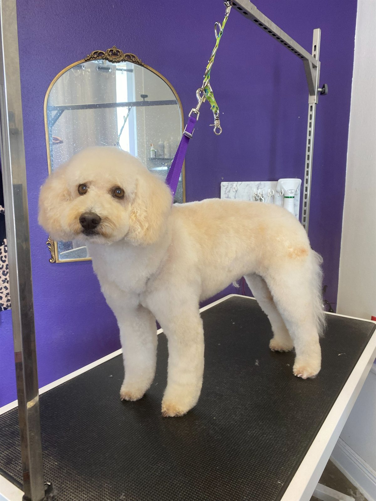 White bichon fresh from a full groom