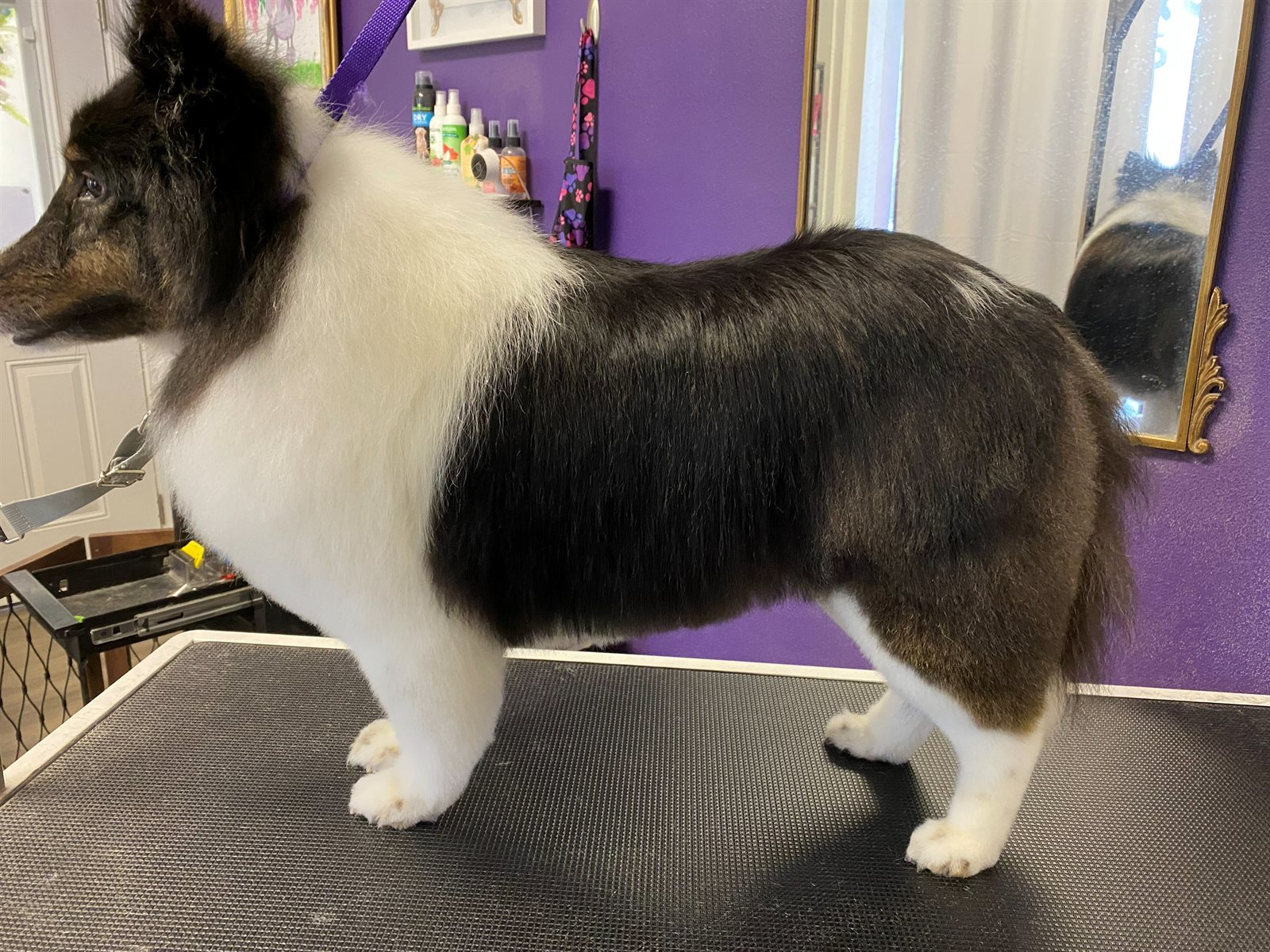Sheltie with a silky finished coat